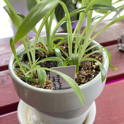 Spider Plants In 4-Inch White Ceramic Pot With Drainage Hole 