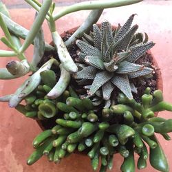 Succulent garden pot