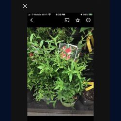 3 Gallon Pomegranate Fully Rooted Plant Punica Granatum