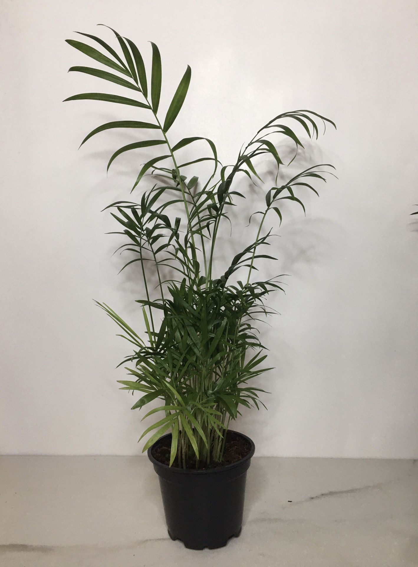 Neanthe Bella Palm - 4” pot, 16” tall - Desktop Plant