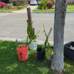 Curve side / free dragon fruit and plumeria