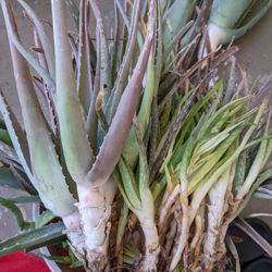 Aloe Vera Plants - Various Sizes