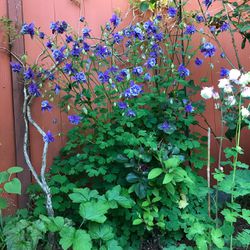 Aquilegia Perennial Plant.First Twi Pics Are The Mother Plant.