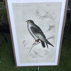 Large Picture Of A Bird