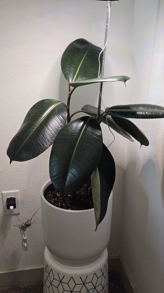 Rubber Plant
