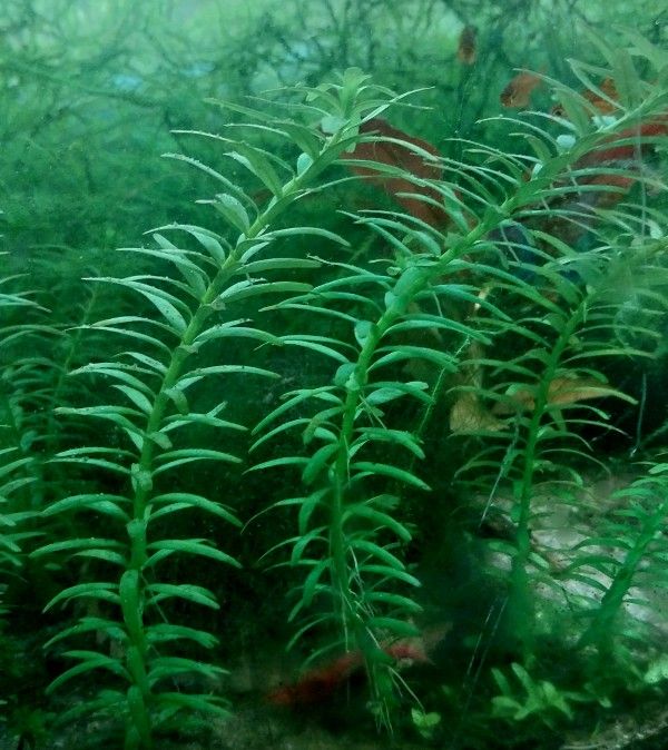 Freshwater Aquarium Plants