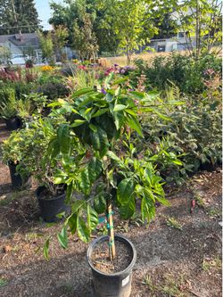 Mandarine Orange Tree 5gal (Owari)