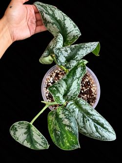 Scindapsus Exotica – Silver Satin Pothos, Established Plant