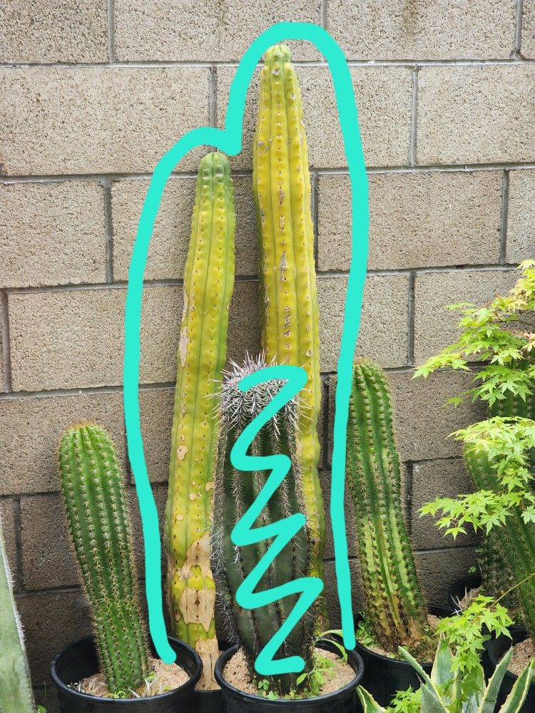San Pedro Cactus - Approx 3-4 Feet Tall, Both For $12