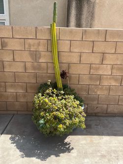 Big plants