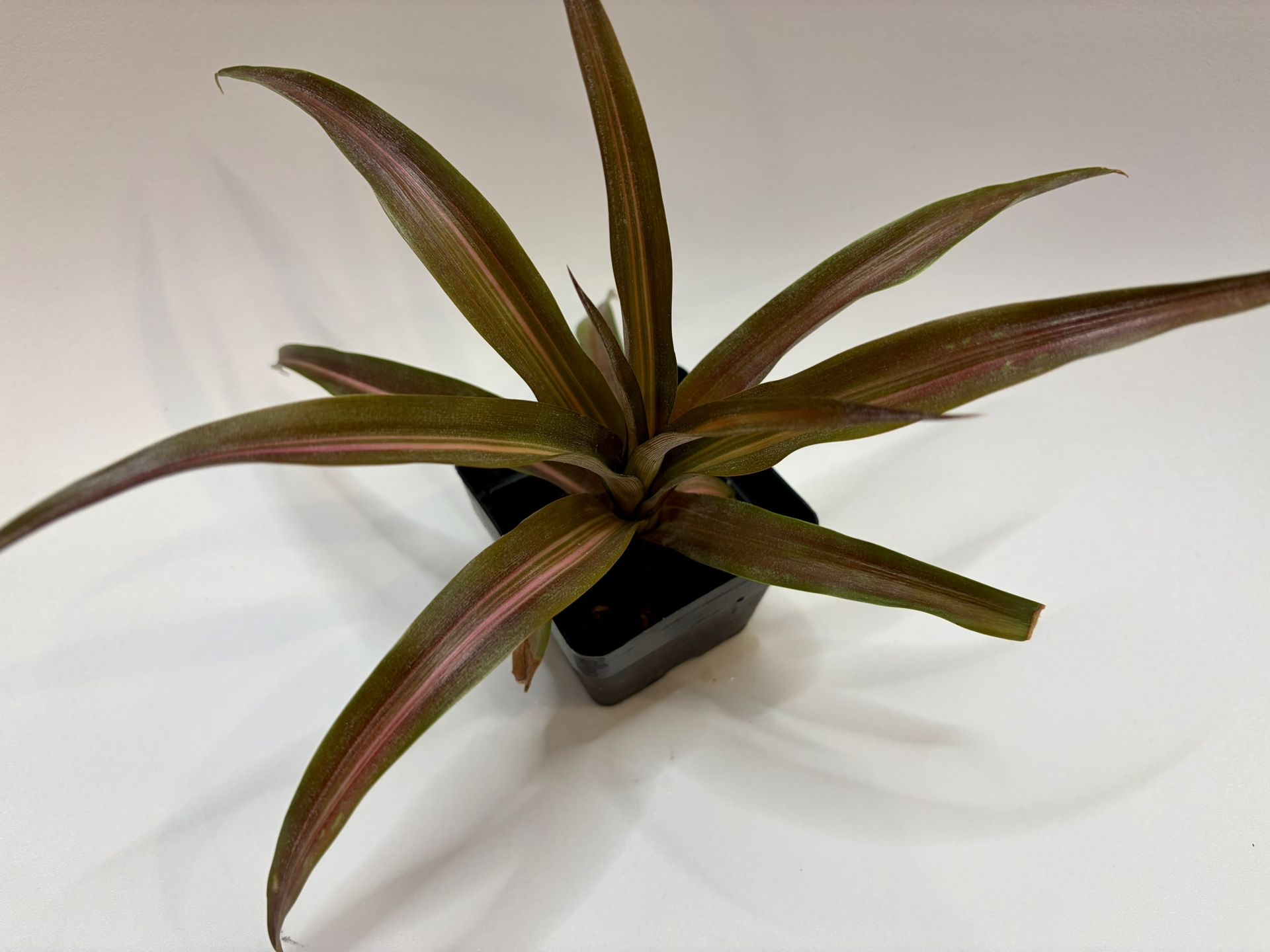 Ananas lucidus 'Lava Burst' Orange Variegated Pineapple House Plant