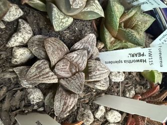 Haworthia Splendens ‘Pearl’/‘Pearl ball’ or ‘Shinju Dama’