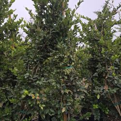 Ligustrum Japonicum 'Texanum