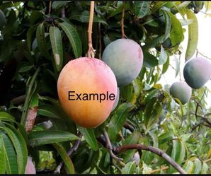 Árboles de mango