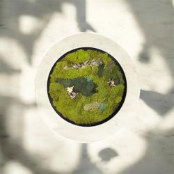 Preserved Moss Wall Art in Wood Frame