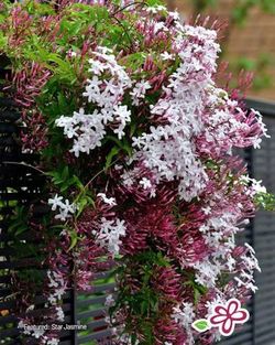 Jasmine pink fragrance