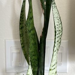 Snake Plant 