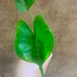 Stingray Alocasia Juveniles 