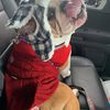 Bulldogmom525