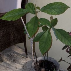 2 Avocados Trees