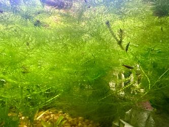 Aquarium plants