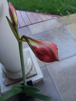 Red Amarillis Plant.