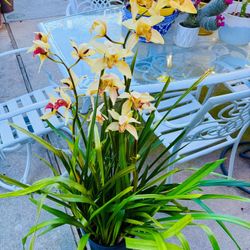 Cymbidium Orchid Plants In Bloomed - Very Full 5 Gallon Pot And Easily Makes 3-4 Pots When  You Repot 