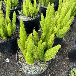 Foxtail Fern 3 Gallon 7.50 