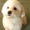kimo