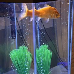 Nice Contemporary  Fish Tank plus some extras