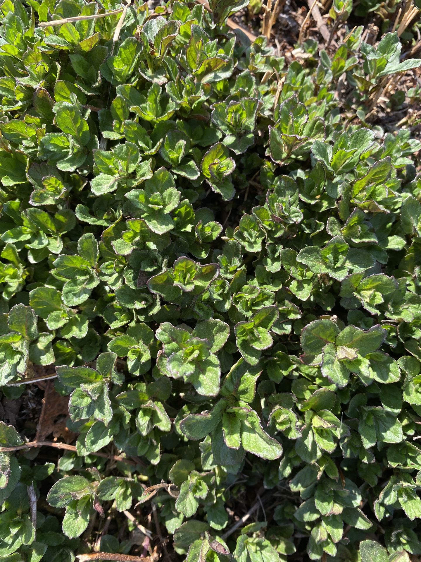 Edible Outdoor/Indoor Herb - MINT