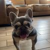 Senor Mochi
