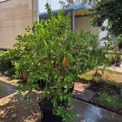 Guava Tree