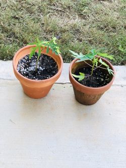 Papaya plants—-ORGANIC
