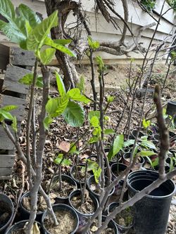 Fig Tree