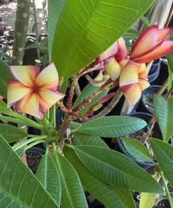 Plumeria Trees Only Have 2 They don't have flowers now. 3F $50 Each Price Firm