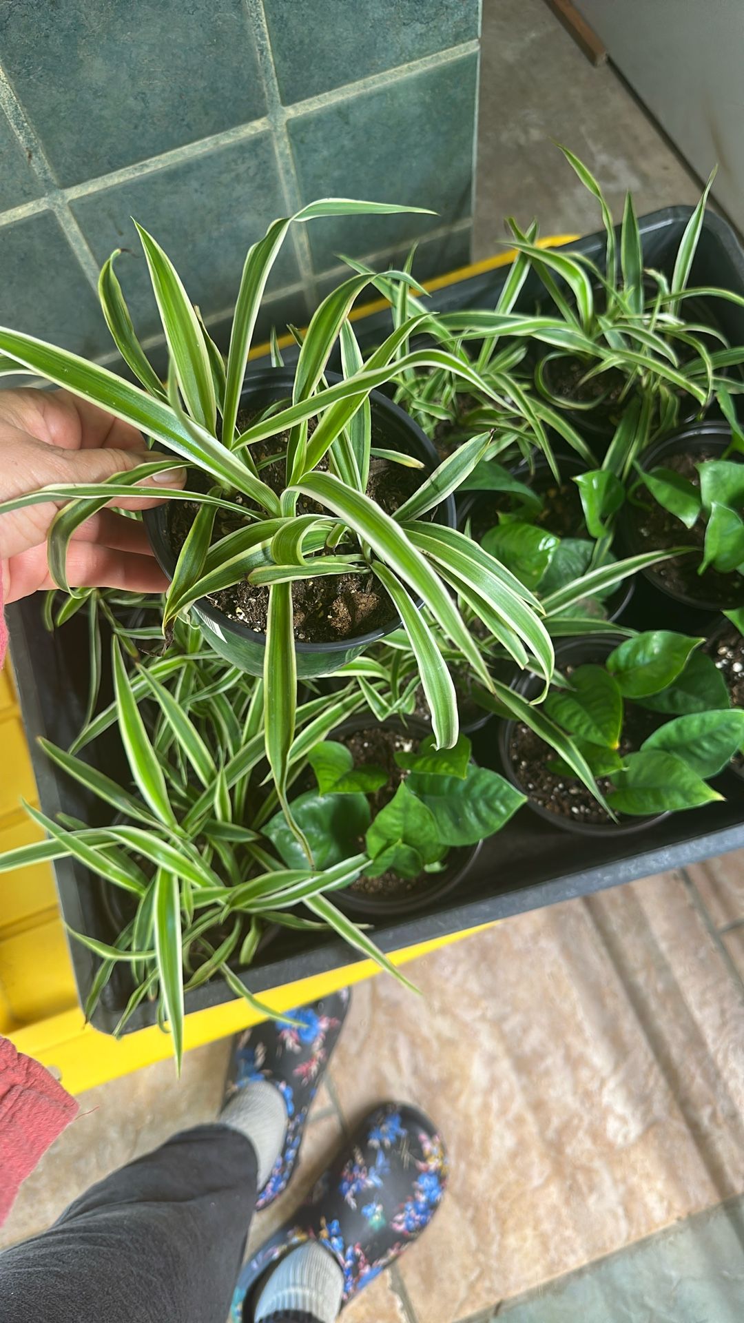 Air ✈️ Plant