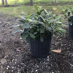 Ficus Green Island  Plants 