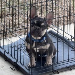 tri merle frenchie 