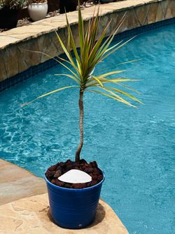 Dracaena marginata 'Colorama' or 'Bicolor'