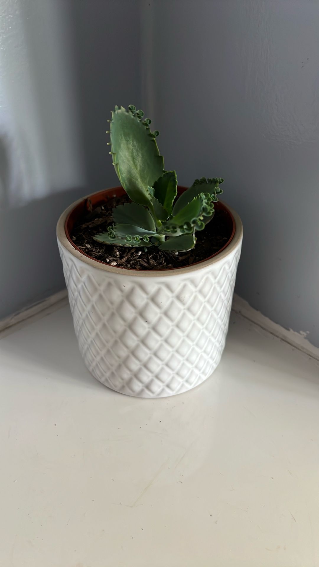 Live Houseplant, Mother of Thousands in 4” White Ceramic Pot