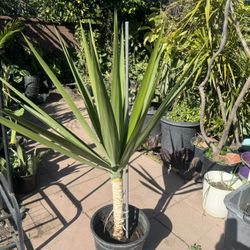 Yucca 