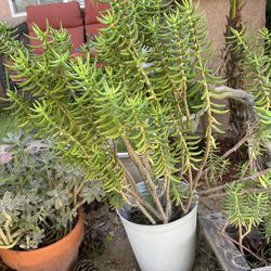 CRASSULA TETRAGONA TREE DESERT PLANT