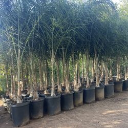 15 Gallon Size- Queen Palm Trees- Approximately 6-8 Feet Tall 