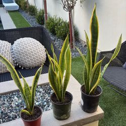 Snake Plants 