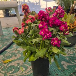 Stock plants winter hardy plants