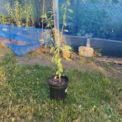 Quirquiña (Bolivian Coriander Herb)