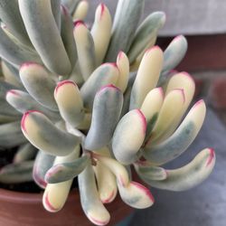 Variegated Cotyledon Orbiculata 🪴💚🤍🩷