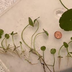 Hydrocotyle Verticillata ‘small size’