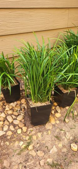 1/2 Gal Blue Liriope $5 Each 